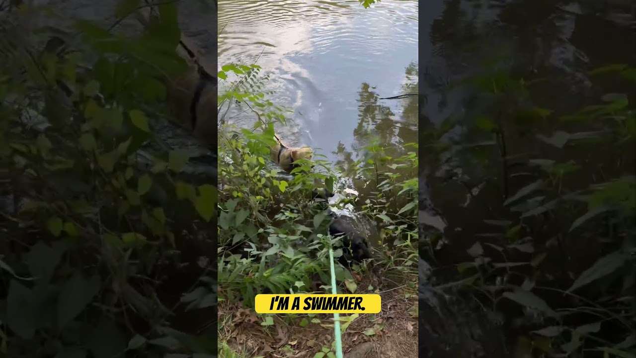 Winn Dixie, a ADOPTABLE mixed breed in Gadsden, AL video 6/6