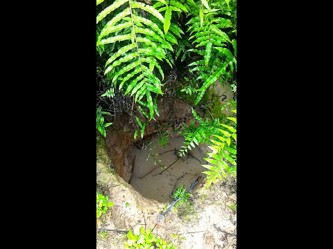 download lagu mp3 mp4 Tips Mendaki Gunung Rajabasa, download lagu Tips Mendaki Gunung Rajabasa gratis, unduh video klip Tips Mendaki Gunung Rajabasa