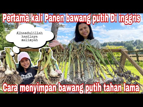 , title : 'PERTAMA KALI PANEN BAWANG PUTIH DI INGGRIS || CARA SIMPAN BAWANG PUTIH TAHAN LAMA'