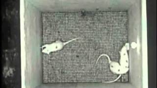 Upsidedown Cross - Batallion of Rats