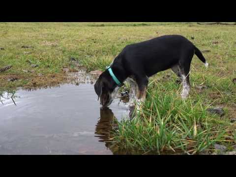 Meet the Abingdon Muster Grounds' new mascot