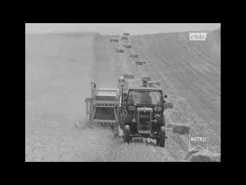 rbb Retro - Berliner Abendschau: Erntezeit in Lübars Doku (1963)