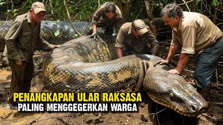Download lagu 13 Penangkapan Ular Raksasa di Indonesia Paling Menggegerkan Warga mp3