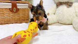 ヨークシャーテリアの動画01