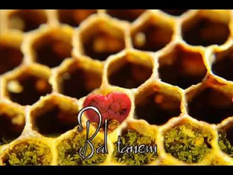 nabız G.akdemir  Baltanem