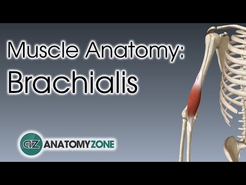 image-What does brachialis muscle do?