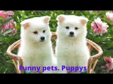 Cute pets cats dogs| cute puppys | beautiful bird's| babies