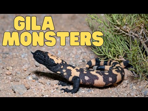 Gila Monsters | Learn fun facts about this venomous lizard