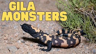 Gila Monsters | Learn fun facts about this venomous lizard