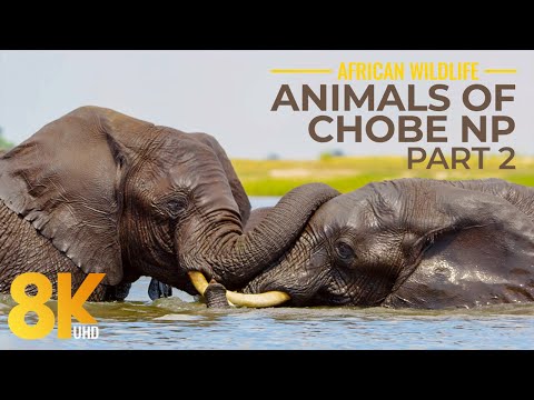 8K Wild Animals of Chobe National Park - Incredible Wildlife of South Africa - Part 2