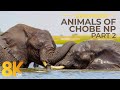 8K Wild Animals Of Chobe National Park Incredible Wildlife Of South Africa Part 2