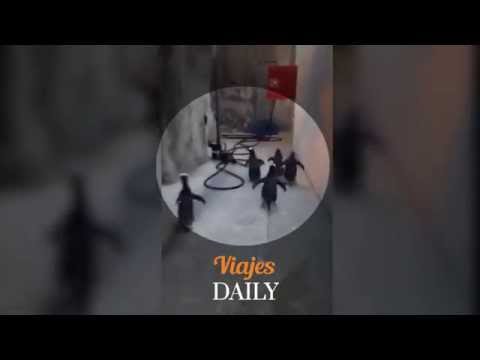 Increíble intento de fuga de pingüinos en zoológico de  Dinamarca