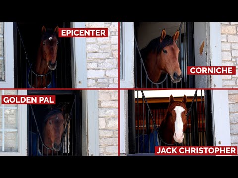 Charlie O'Connor Explains Why Breeders Should Consider Coolmore's Third-Year Sire Quartet