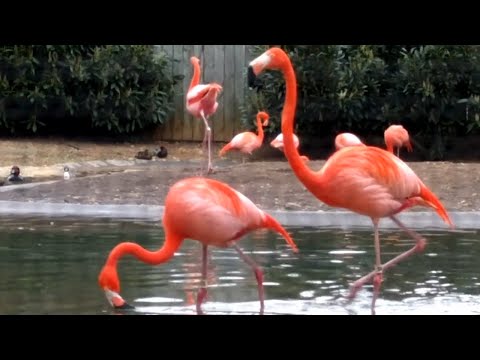 Plameniak červený (Phoenicopterus ruber) — hlasový prejav