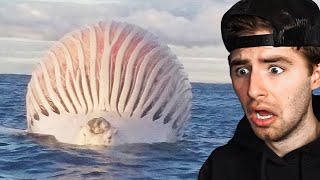 swollen whale explodes on camera..