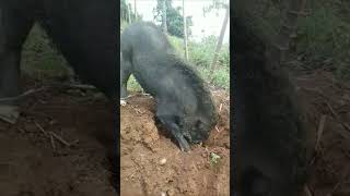 Download lagu TERNYATA BEGINI CARA BABI HUTAN MAKAN SINGKONG mp3