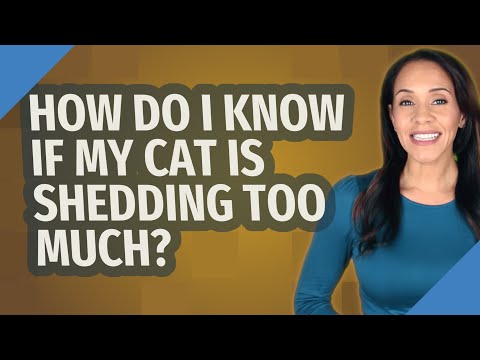 How do I know if my cat is shedding too much?