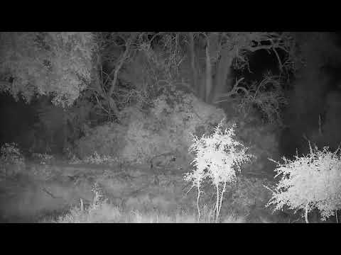Djuma: Hyena walks across dam wall and then behind the cam tree - 03:26 - 07/19/21