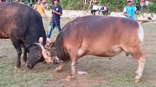 Download lagu aduan sapi di glora bung Suep, mr.kunyit vs raja laut 26-09-2021 mp3