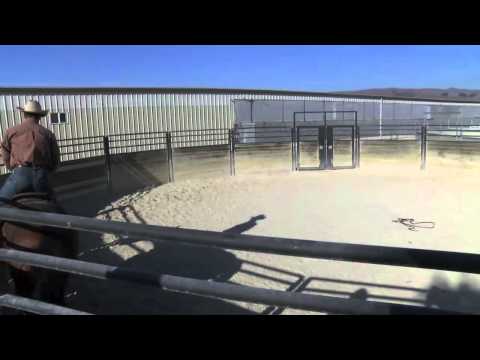 Riding a bolting Warmblood