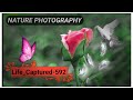 NATURE PHOTOGRAPHY ... // Photo Editing Video.. //