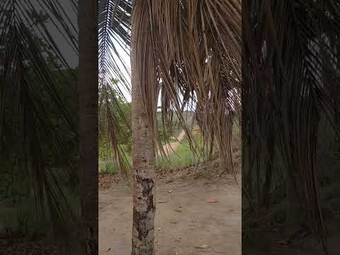 Engenho frei gondim-Gameleira-PE  // Casa do meu pai 🏡