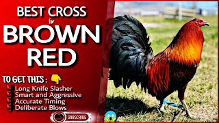 Some of the good combination of this brown red chicken.