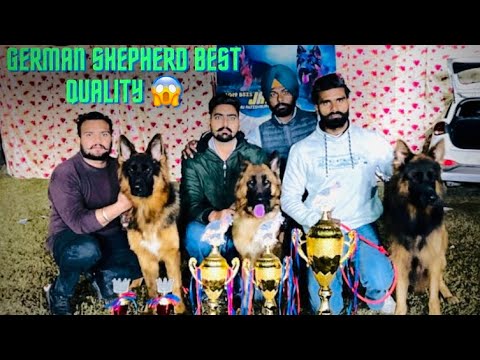 German Shepherd Dog Best Quality 😱 Bhut ही कम Price में😧