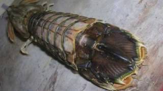 preview picture of video 'mantis shrimp.....虾蛄'