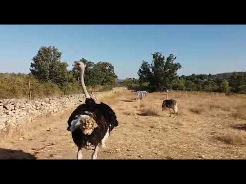 En Villar de Ciervo se Crian Animales Prehistoricos imagenes Pioneras por Brucán