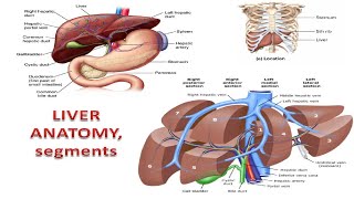Liver Facts You Won't Believe!