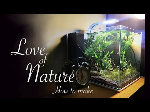Love of nature || planted aquarium || katuwana samitha thero