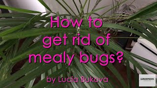 How to get rid of mealy bugs on houseplants I DIY treatment & easy solution for pests on houseplants
