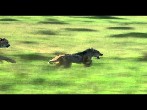 African Cats (Clip 'Chasing a Dog')