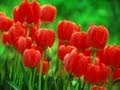 Тюльпаны для Ани 8 Марта! - Red tulips! 