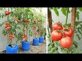 Big Fruit Many Fruits Growing Tomatoes On The Terrace