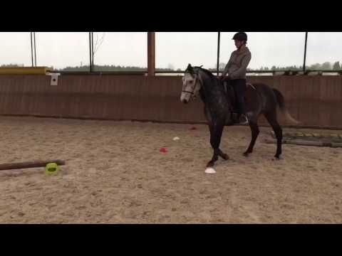 Training Sidepass über Stange -  Working Equitation Staraktion Pferd International München 2017