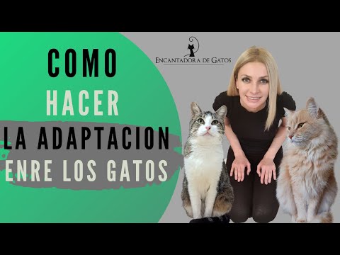 HOW TO PROPERLY ADAPT CAT TOGETHERNESS | Cat Whisperer