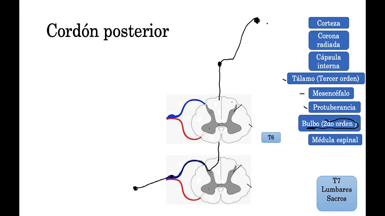 Tractos médula espinal/Cordón Posterior/Gracilis y Cuneatus/Fácil y Resumido.