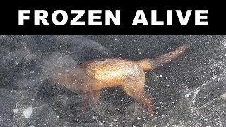 ANIMALS FOUND FROZEN IN ICE