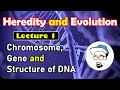 Chromosome, Gene and  DNA structure || Heredity and Evolution Class 10 SSC CBSE