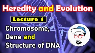 Chromosome Gene and  DNA structure  Heredity and E
