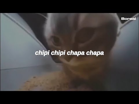 chipi chipi chapa chapa [tiktok] (Letra)