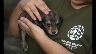 Animals rescued after the Guatemala volcano by The Humane Society of the United States