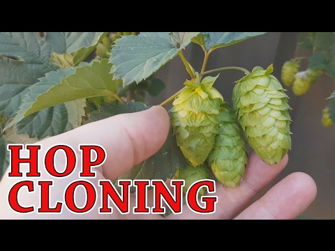 download lagu mp3 mp4 How To Propagate Hops, download lagu How To Propagate Hops gratis, unduh video klip How To Propagate Hops