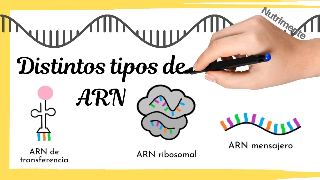 Distintos TIPOS DE ARN [Mensajero, ribosomal y de transferencia]