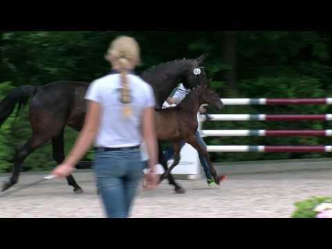 Koopmann, v. Vitalis-Sandro Hit-Tin Rocco