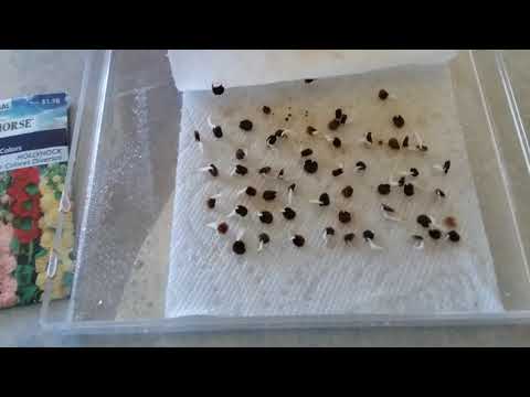 Germinación de alcea rósea,varita de San José(hollyhock)