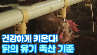 닭을 건강하게 키울 수 있는 양계장의 조건 / YTN 사이언스