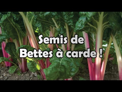, title : 'Québec | BETTES À CARDE | Mes MEILLEURS conseils, SIMPLE et FACILE pour bien réussir ses semis !!'